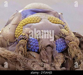 Moth fly. Coloured scanning electron micrograph (SEM) of a moth fly or owl midge (Psychoda sp.). The two large compound eyes (red) dominate the head. The hairy antenna project from between the eyes. The mouth parts, the mandibles (brown, hairy) and proboscis (dark brown), extend downwards from the centre of the head. Moth flies are tiny (5 millimetres long) flies that have hairy wings and bodies. The adults are often found in bathrooms. Eggs are laid in drains and sewage plants.Magnification: x100 when printed 10cm wide. Stock Photo