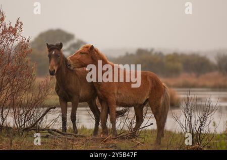 two horses of wild horse herd of Corollas in  swampy marshlands of  Outer Banks region of North Carolina USA grooming each other equine communication Stock Photo