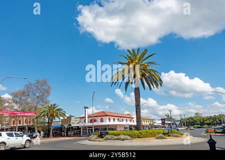 Large Palm Tree in Traffic Roundabout corner Peel and Bourke Streets Tamworth New South Wales Australia. Stock Photo