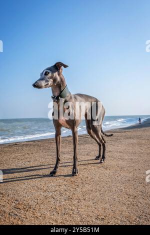 Italian Greyhound on the beach Stock Photo