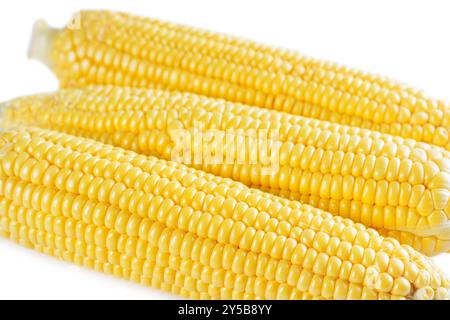 Yellow fresh ears of sweet corn background. Fresh raw corncob with yellow and white grains macro texture, top view, close up. Abstract food background Stock Photo