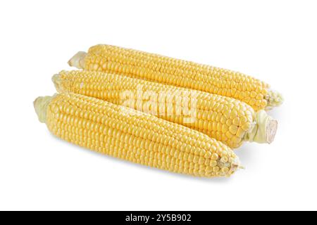 Three fresh yellow ears of corn isolated on white background. Food ingredient, design element, farm, harvest, agriculture. Stock Photo