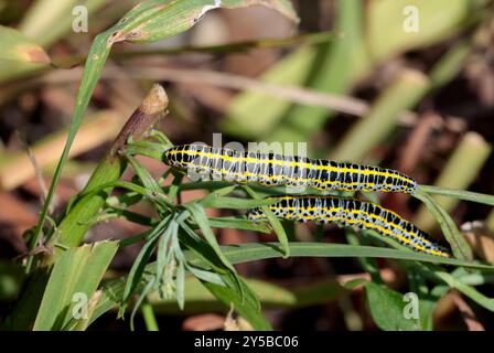 Caterpillars of the Toadflax brocade moth Calophasia lunula, bluish grey body with black markings and yellow horizontal stripes on garden vegetation Stock Photo