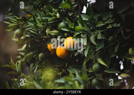 Orange tree with ripe fruits in a sunny orchard on an organic farm, selective focus Stock Photo