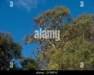 Colony of grey headed flying foxes roost in gum trees in Botanic Park in Adelaide, Australia. Stock Photo