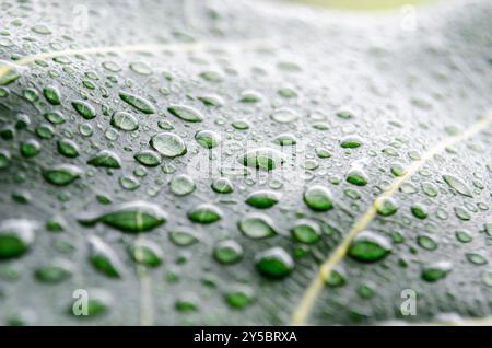 Side view of rain droplets on green leaf with customizable space for text. Stock Photo