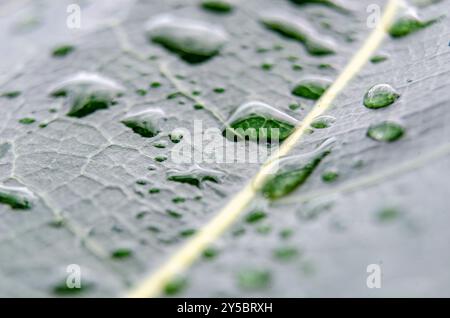 Fallen Leaf on the ground, soaked in rainwater, creating a serene and earthy composition. Stock Photo
