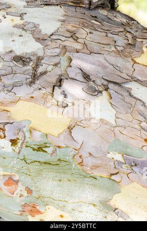 multi-colored bark of old sycamore trunk close up in Victory park in Yerevan city, Armenia on summer day Stock Photo