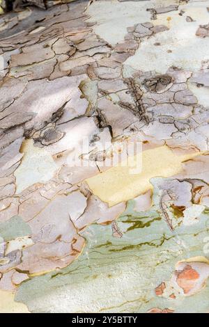 multi-colored bark of old plane tree trunk close up in Victory park in Yerevan city, Armenia on summer day Stock Photo