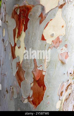 colorful old sycamore trunk bark close up in Victory park in Yerevan city, Armenia on summer day Stock Photo