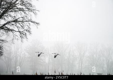 Flying migratory birds in the sky. Black and white shot in winter. Stock Photo