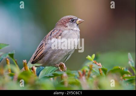Passer domesticus aka house sparrow perched on the bush. Common bird in Czech republic. Stock Photo