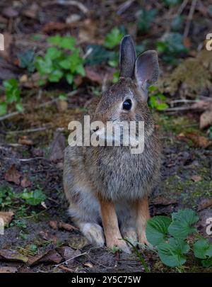 Eastern cottontail rabbit sitting in a summer forest. Stock Photo
