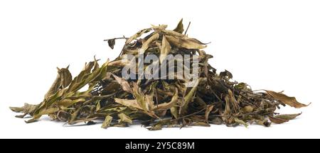 pile of air drying fresh curry leaves to preserve and store for long term use isolated white background, aromatic and flavoring herb used in curries a Stock Photo