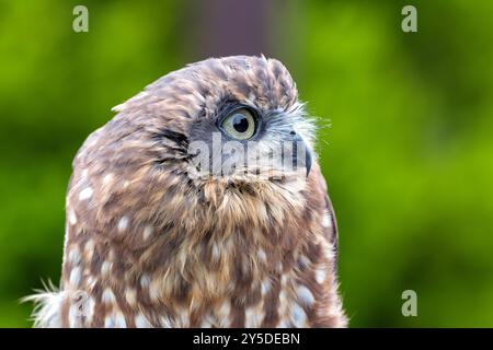 Morepork feeds on insects and small mammals. Commonly found in New Zealand's forests and woodlands. Stock Photo