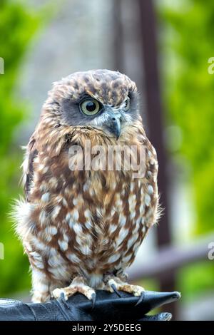 Morepork feeds on insects and small mammals. Commonly found in New Zealand's forests and woodlands. Stock Photo