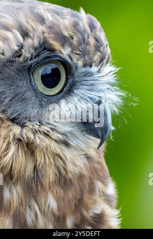 Morepork feeds on insects and small mammals. Commonly found in New Zealand's forests and woodlands. Stock Photo