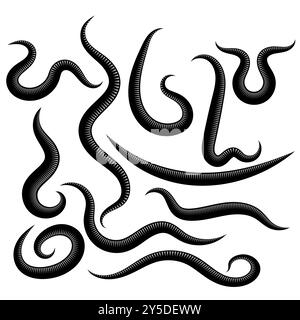 Vector Ascarid, Helminth, Pinworm, Threadworm. Set of Parasite Isolated on White Background. Stock Vector