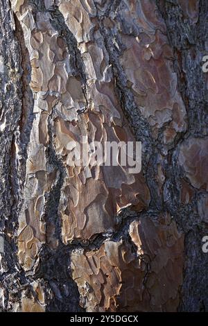 Scots pine, Pinus sylvestris, bark, bark, scots pine, scotch pine Stock Photo