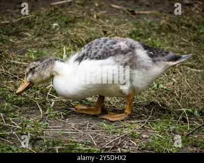 Goslings in search of food on a farm Stock Photo