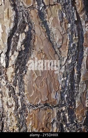 Scots pine, Pinus sylvestris, bark, bark, scots pine, scotch pine Stock Photo