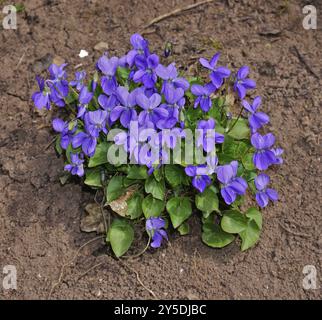 Wood violet, Viola reichenbachiana, wood violet, hedge violet Stock Photo