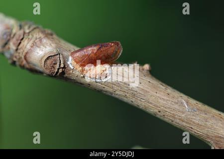 Lots of eggs under the female's body on a branch, soft scales, wax scales or tortoise scales, Coccidae, genus Parthenolecanium. Stock Photo