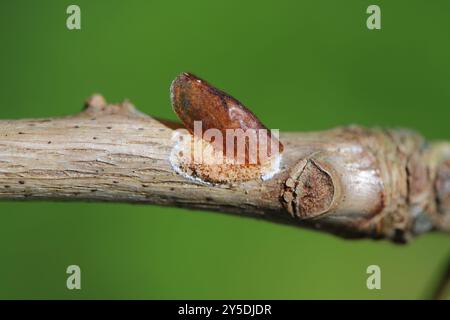 Lots of eggs under the female's body on a branch, soft scales, wax scales or tortoise scales, Coccidae, genus Parthenolecanium. Stock Photo