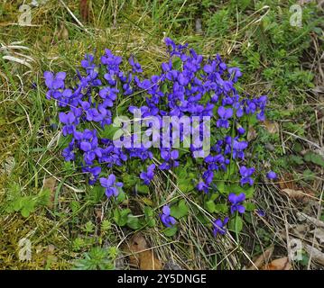 Wood violet, forest violet, Viola, Viola reichenbachiana, wood violet, hedge violet, pale wood violet, slender wood violet Stock Photo