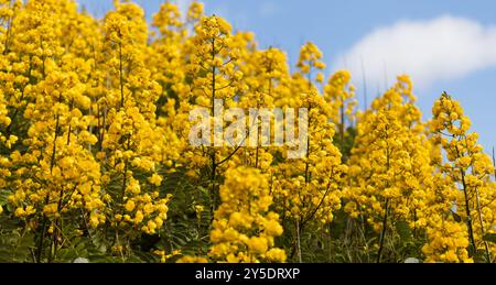 Yellow flowers of Senna spectabilis, golden wonder tree Stock Photo