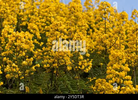 Yellow flowers of Senna spectabilis, golden wonder tree Stock Photo