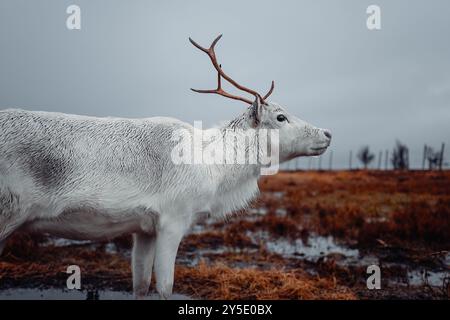 White reindeer looking into the distance in Tromso, Norway on cloudy day Stock Photo