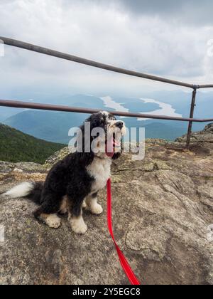 A joyful black and white Bernedoodle sits along the path to Whiteface Mountain's summit, with stunning views of East and West Lake and Lake Placid in Stock Photo