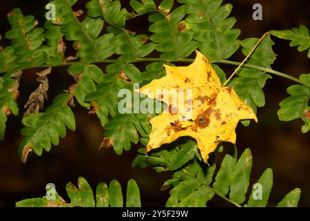 Maple leaf fallen on a fern.Quebec,Canada Stock Photo
