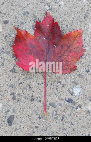 Maple leaf fallen on the ground.Quebec,Canada Stock Photo