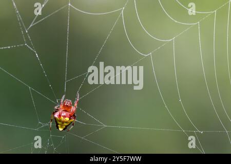 Female Arrowhead Orb Weaver Spider(Verrucosa arenata) on web - Brevard, North Carolina, USA Stock Photo