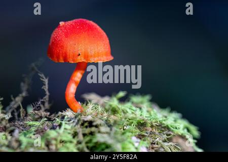 Hygrocybe sp. of waxcap mushroom - DuPont State Recreational Forest - Cedar Mountain, near Brevard, North Carolina, USA Stock Photo