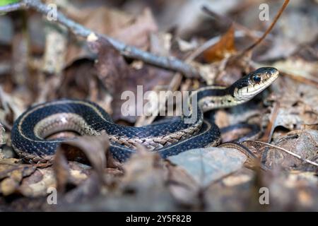 Eastern garter snake (Thamnophis sirtalis sirtalis) - DuPont State Recreational Forest - Cedar Mountain, near Brevard, North Carolina, USA Stock Photo