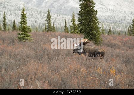 Bull moose with large antlers in the rut, Denali National Park, Alaska Stock Photo