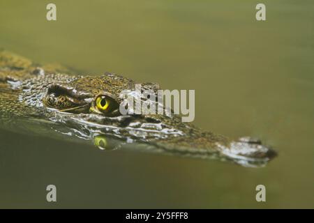 Crocodile Stock Photo