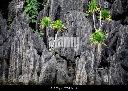 Beautiful tropical plant, dracaena multiflora flowers, trees, growing on a karst rock on small island in Sulawesi, Indonesia Stock Photo