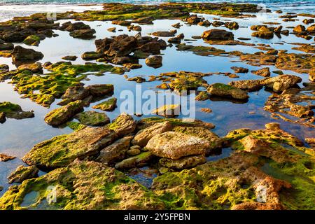Rocky tide pools along Livorno's coastline, Italy, near Terrazza Mascagni, with algae-covered rocks reflecting in the calm water. Stock Photo