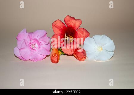 Three Colorful Oleander and Trumpet Vine Blossoms Line on Beige Background. Stock Photo