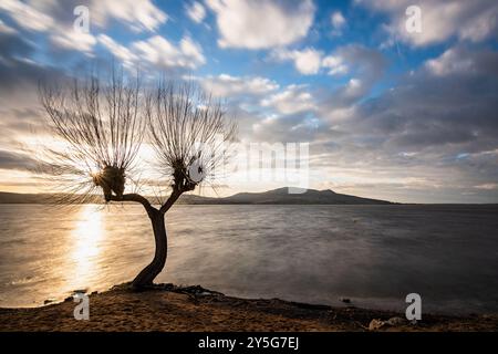 Willow tree with branches on the bank of a water dam - long exposure of a winter landscape at sunset, clouds moving in the blue sky Stock Photo