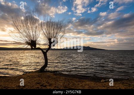 Willow tree with branches on the bank of the dam - winter landscape at sunset, the sun sets behind the horizon, clouds in the blue sky in motion, wint Stock Photo