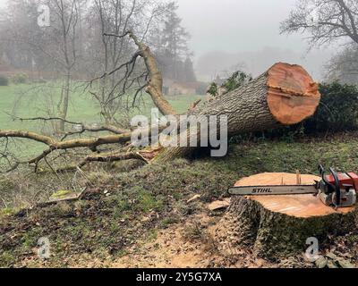 A dead felled tree that had Ash die-back lying shattered on the ground with its trunk showing the disease and a chain saw Stock Photo