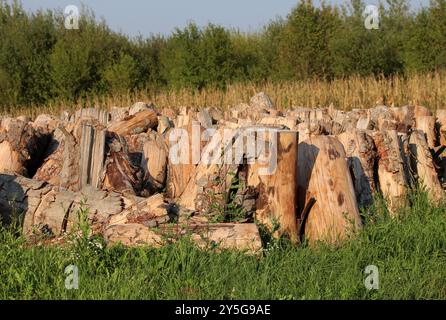 Cut down tree stumps and logs prepared for firewood neatly stacked at local field between uncut grass and cornfield with dense trees in background Stock Photo