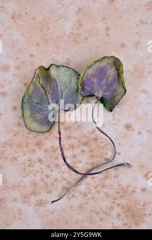 Two curled dry heart shaped purple leaves of Cyclamen lying face down on antique paper Stock Photo