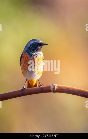 Common redstart perched on a branch with blurred background and warm colors Stock Photo