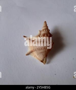 Pelican's-foot (Aporrhais pespelecani), Mollusca, King's Avenue ...